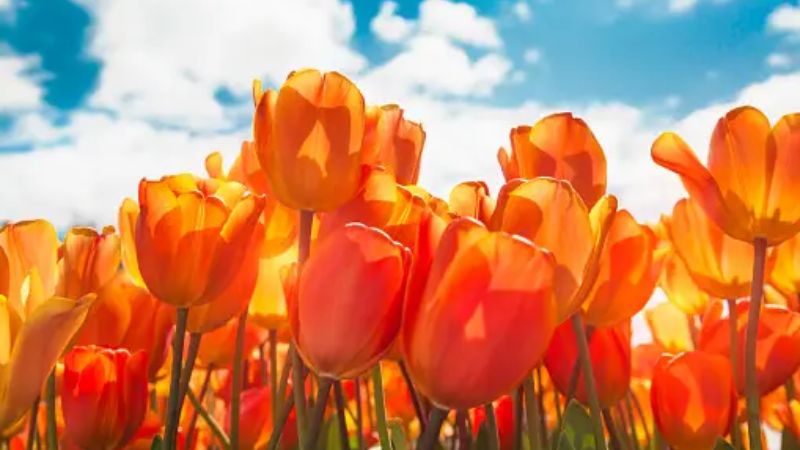 Giấy dán tường hoa tulip: Tổng hợp những mẫu hoa văn đẹp và thơ mộng nhất