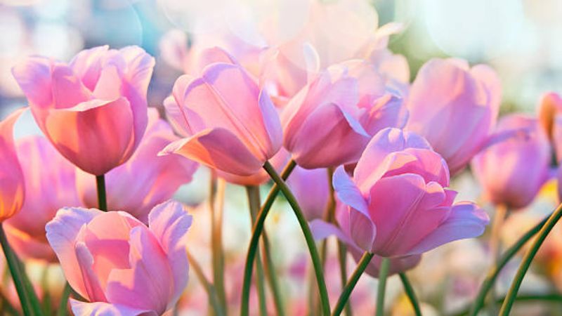 Giấy dán tường hoa tulip: Tổng hợp những mẫu hoa văn đẹp và thơ mộng nhất