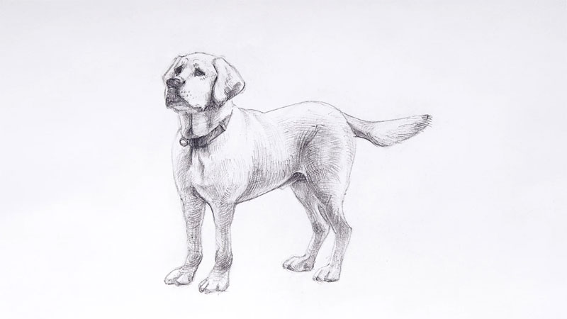Hướng dẫn cách vẽ chú chó dễ thương, đơn giản ai cũng có thể làm được