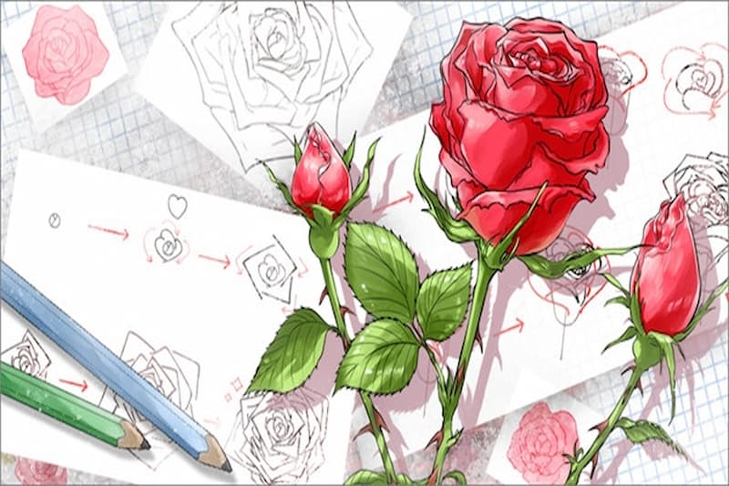 Hướng dẫn cách vẽ hoa hồng đơn giản, dễ hiểu