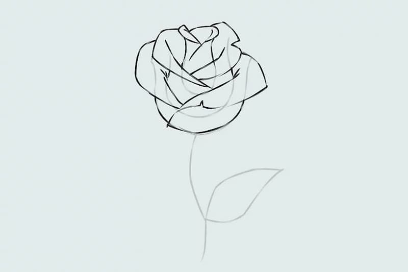 Hướng dẫn cách vẽ hoa hồng đơn giản, dễ hiểu
