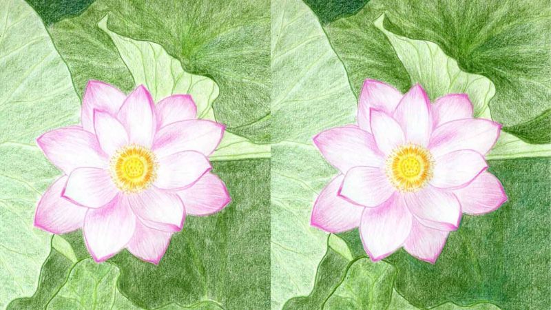 Vẽ hoa sen: 3 cách vẽ đơn giản và đẹp nhất