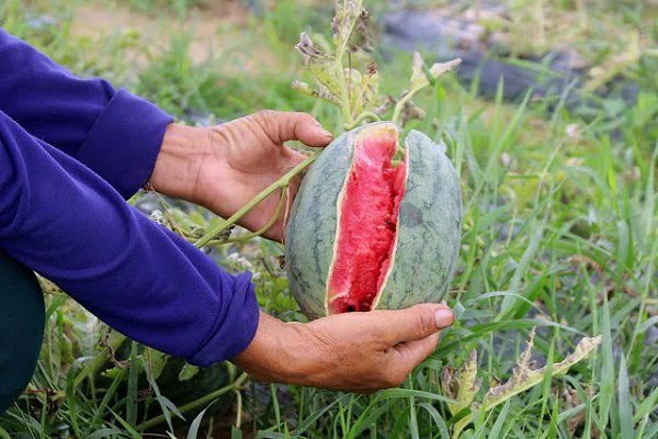 Dưa hấu là số mấy? Nằm mơ thấy ăn dưa hấu có ý nghĩa gì?