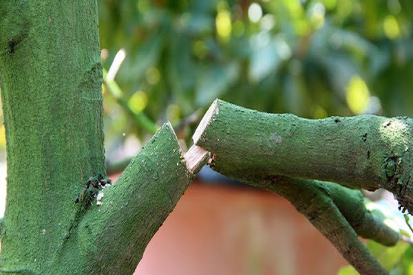 Cây mai là số mấy? Nằm mơ thấy hoa mai nở và chặt cây mai là điềm báo gì?