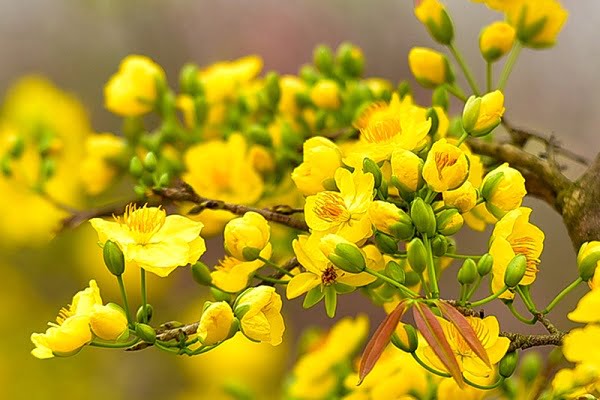 Cây mai là số mấy? Nằm mơ thấy hoa mai nở và chặt cây mai là điềm báo gì?