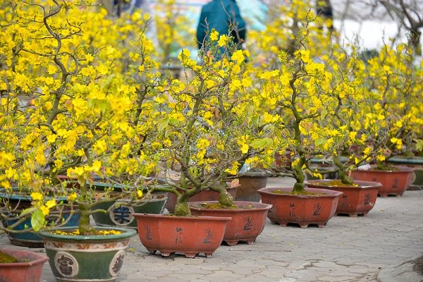 Cây mai là số mấy? Nằm mơ thấy hoa mai nở và chặt cây mai là điềm báo gì?