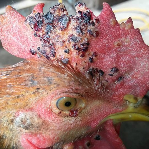 Bệnh thủy đậu - Hướng dẫn phòng ngừa và điều trị | hoinuoiga.vn