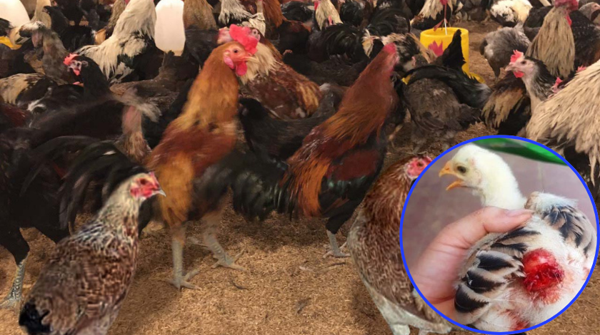 Hướng dẫn chi tiết về kỹ thuật cắt mỏ gà an toàn và hiệu quả