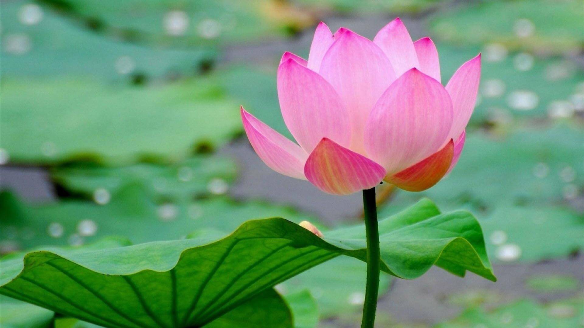 Top 11 loài hoa tượng trưng cho trí thông minh