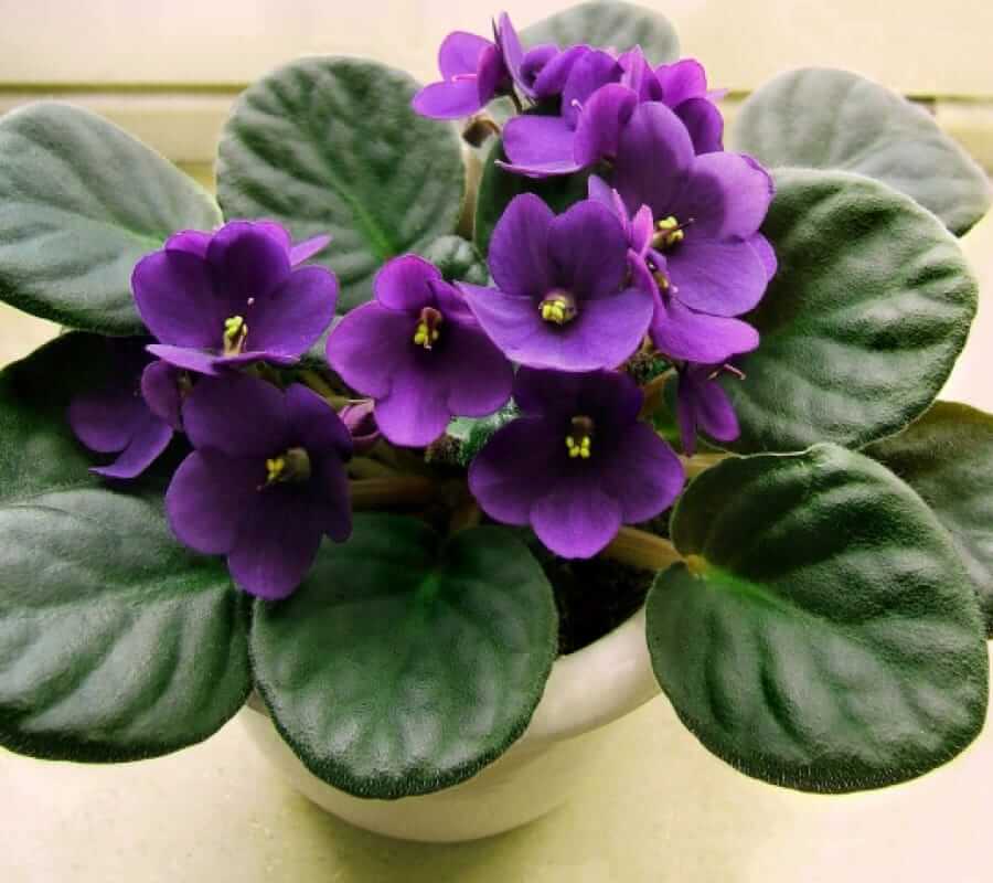 Top 11 loài hoa tượng trưng cho trí thông minh