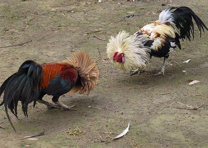 Hướng dẫn chi tiết cách nuôi gà đá khỏe mạnh săn chắc