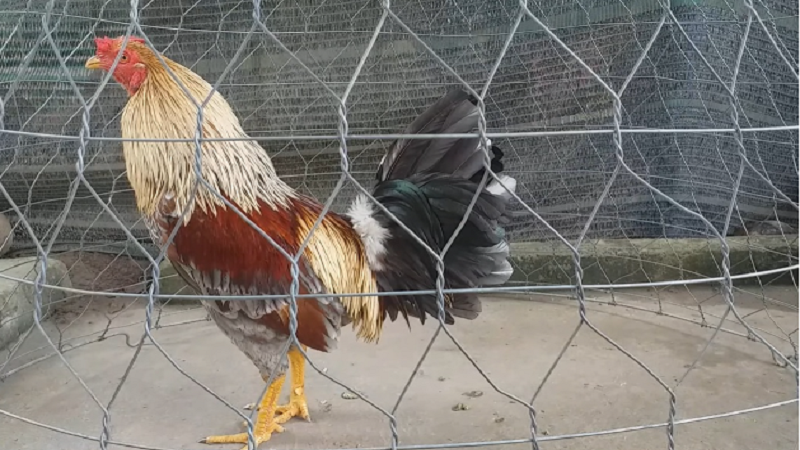 Cách Nuôi Gà Đá Sâu Hồ Chi Tiết Và Hiệu Quả Từ A Đến Z
