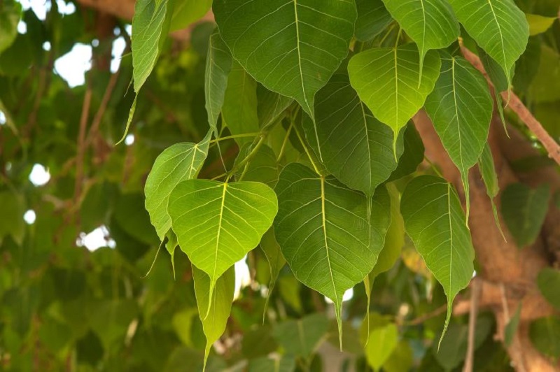 Ý nghĩa của lá bồ đề trong Phật giáo