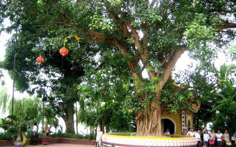 Ý nghĩa phong thuỷ cây bồ đề