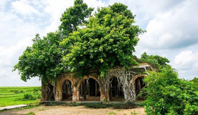 Giúp thanh lọc không khí