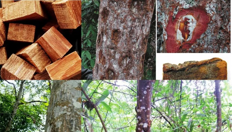 Mang lại giá trị kinh tế cho