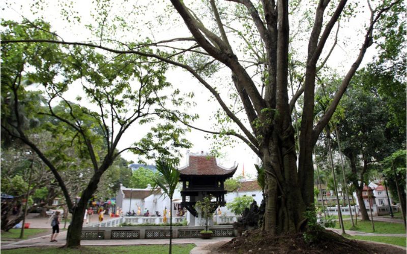 Cách trồng cây bồ đề