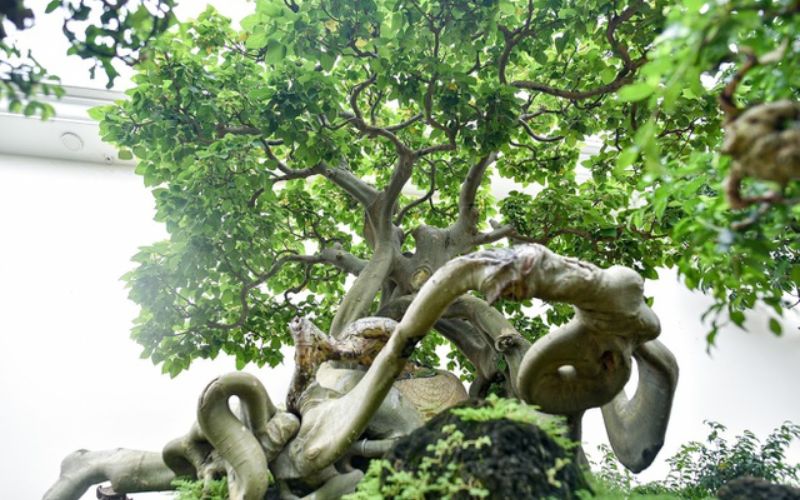 Nguồn gốc của cây bồ đề