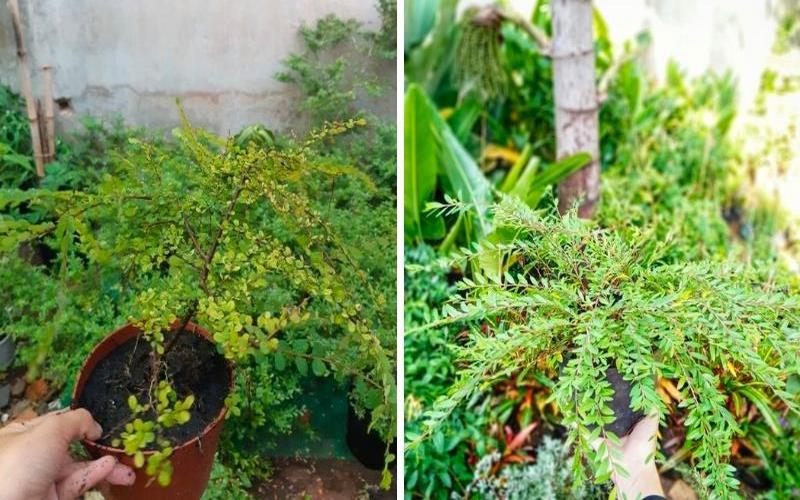 Cây Liễu: Biểu tượng và Ý nghĩa của Cây trong Phong Thủy