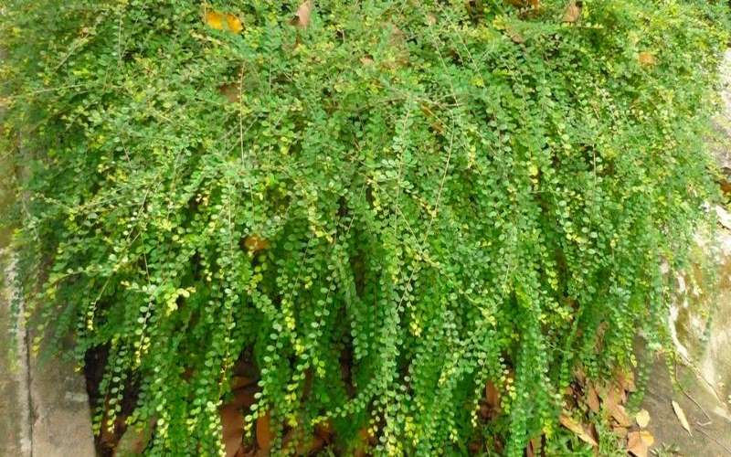 Cây Liễu: Biểu tượng và Ý nghĩa của Cây trong Phong Thủy