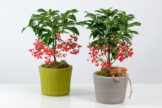 Ý nghĩa phong thủy của cây kim ngân