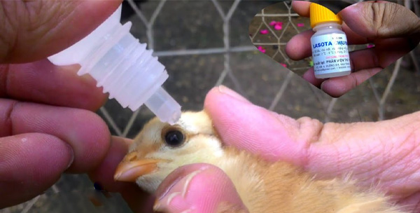 Vacxin Lasota (vaccine lasota) và những điều cần biết