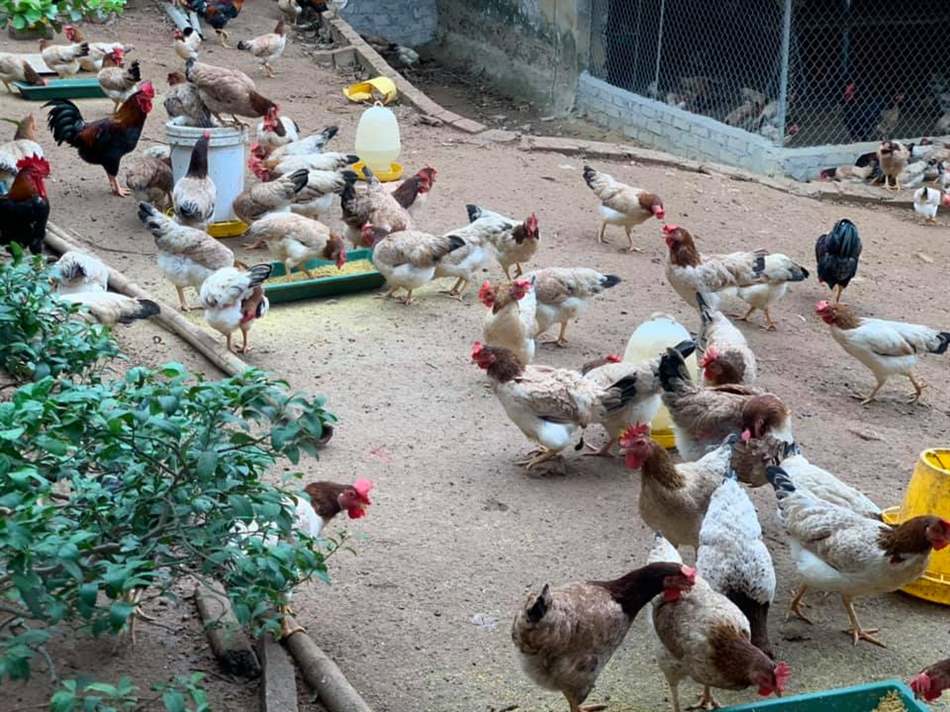 Quy trình ủ bã đậu nành cho gà ăn