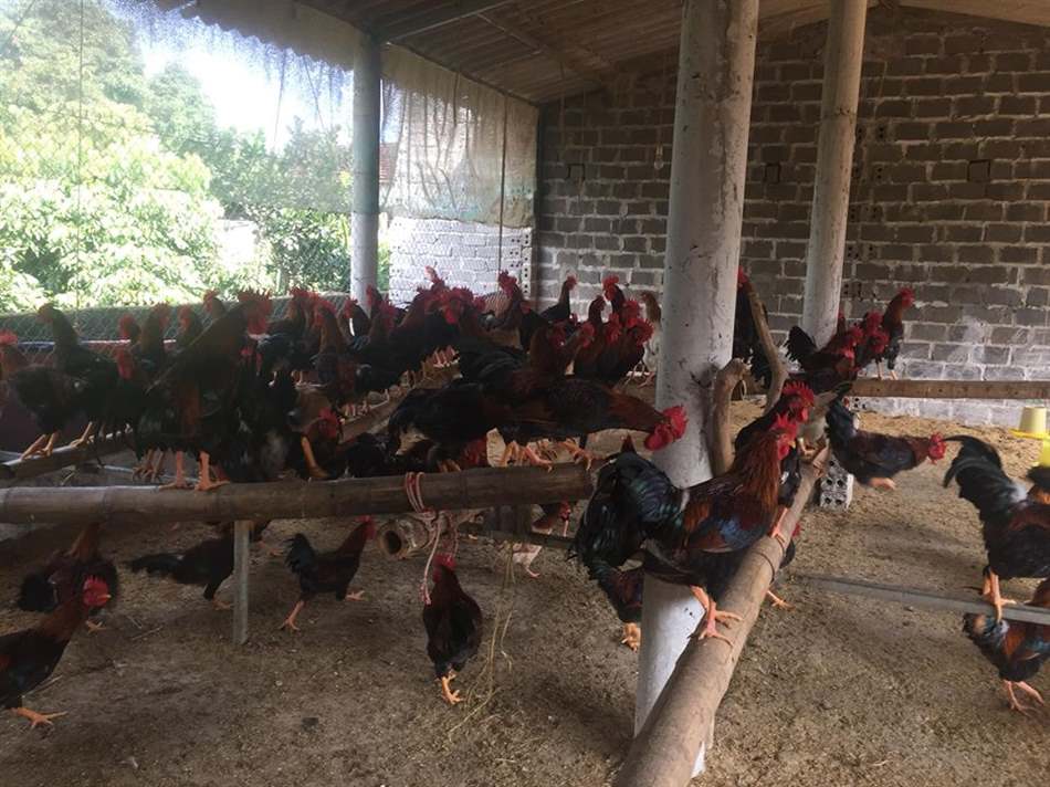 Quy trình ủ bã đậu nành không mùi hôi