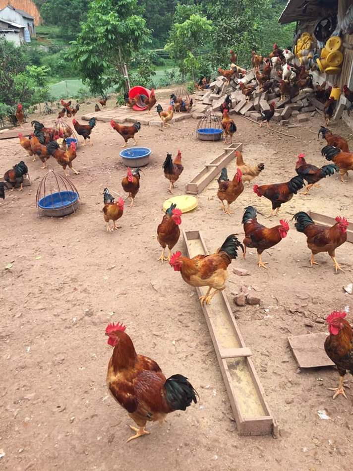 Cho gà ăn bã đậu nành đã ủ