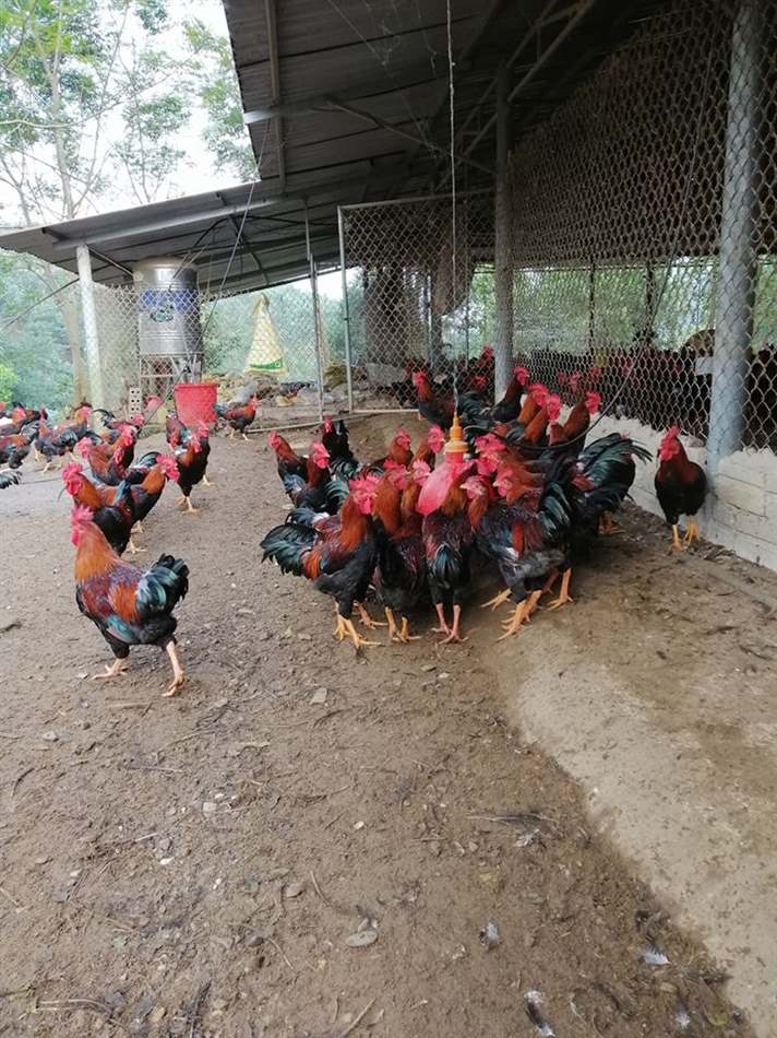 Gà ăn bã đậu nành