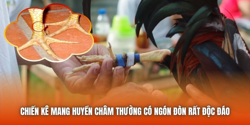 Vảy Huyền Châm Có Hiếm Không - Đánh Giá Sơ Lược Đặc Điểm