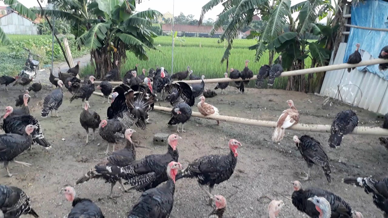 Kinh nghiệm làm chuồng nuôi gà Tây - Gà Thả Vườn